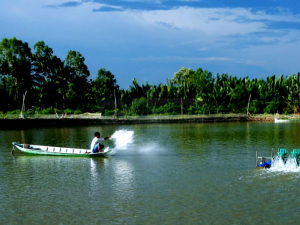 vôi trong nuôi trồng thủy sản
