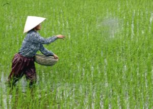 vôi bột trong nông nghiệp