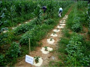 Lợi ích của vôi bột đối với cây trồng