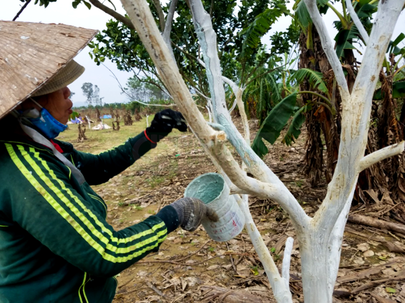 vôi bột trong nông nghiệp