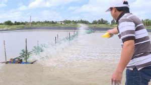 Bón vôi cho ao nuôi cá, tôm