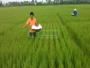 Sản xuất phân bón từ axit sunfuric