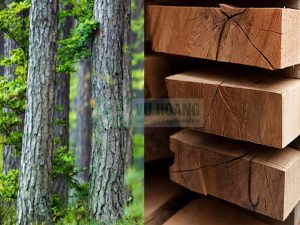 Sản xuất gỗ rừng ở nước ta