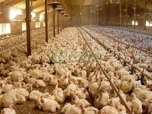 Thực hiện xử lý nước thải chăn nuôi gà sau Biogas