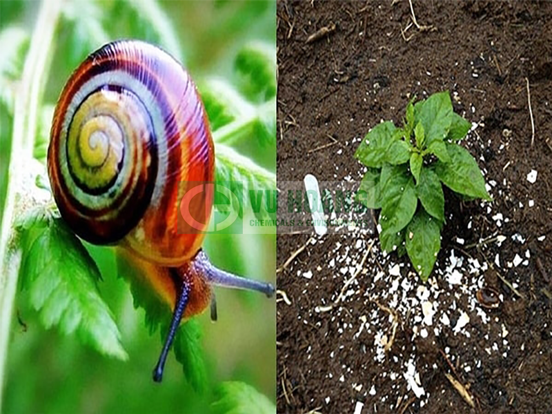 Diet-oc-sen-bang-voi-bot