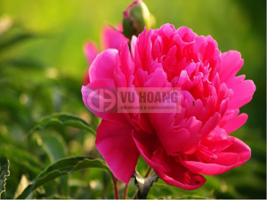 phong-benh-hoa-hong-bang-voi