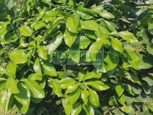 cay-trong-tuoi-tot-do-bon-voi-hop-ly