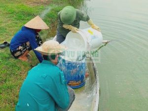 su-dung-voi-bot-trong-thuy-san