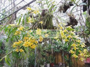 tuoi-nuoc-voi-trong-cho-lan