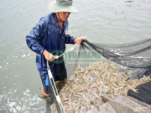 Bật mí 5 Loại Hóa Chất Thường Dùng Trong Ao Tôm