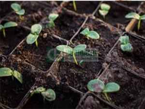 Ứng dụng MgSO4 trong nông nghiệp