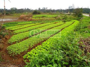 Đồng sunfat- hoá chất nông nghiệp