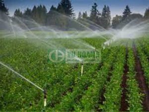 HƯỚNG DẪN SỬ DỤNG ĐỒNG SUNFAT CUSO4 BÓN CHO CÂY