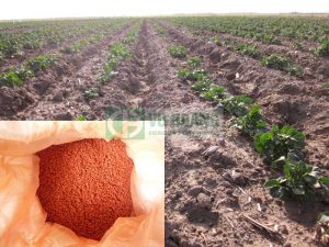 Mua bán bột kali trắng KCl làm phân bón