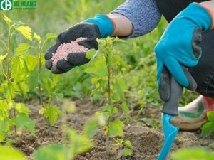 Ứng dụng trong bón phân cho cây trồng