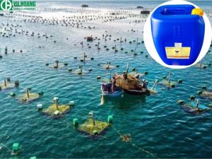 Sử Dụng Javen Trong Nuôi Trồng Thủy Sản