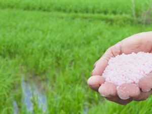 HNO3 68% được dùng trong sản xuất phân bón