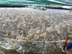 Công dụng tuyệt vời của Acid Formic trong quá trình nuôi tôm