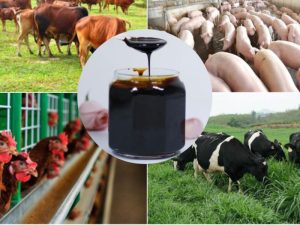 Ứng dụng trong chăn nuôi