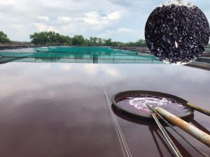 Cách sử dụng thuốc tím trong nuôi tôm