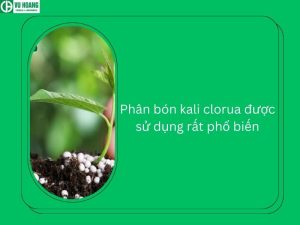 Phân bón kali clorua được sử dụng rất phổ biến
