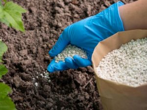 Magnesium sulfate được sử dụng trong sản xuất phân bón