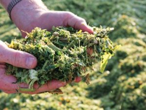 Axit formic được dùng để bảo quản thức ăn ủ chua cho gia súc