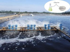 Hóa chất chlorine được ứng dụng trong nuôi trồng thủy sản