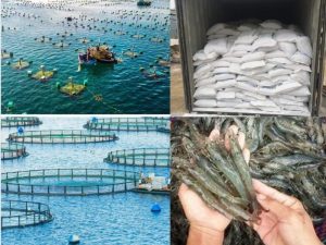 Bột đá ứng dụng trong nuôi tôm