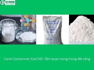 Canxi Cacbonnat (CaCO3): Tầm quan trọng trong đời sống