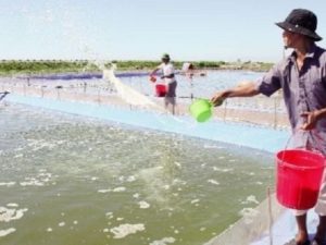 Sử dụng oxy già trong ao nuôi tôm đúng cách