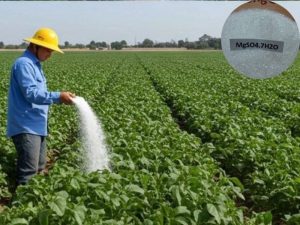 Ứng dụng của Magnesium Sulphate MgSO4.H2O trong nông nghiệp
