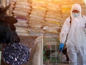 Khử trùng chuồng trại bằng thuốc tím KMnO4