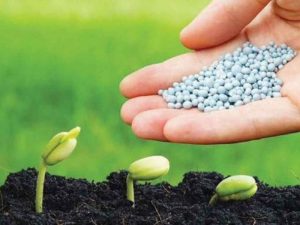 Sắt sunfat FeSO4.7H2O 98% làm phân bón