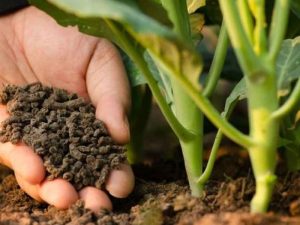 Phân Bón Có Chứa Kali