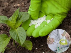 Axit nitric là nguyên liệu chính để sản xuất nhiều loại phân bón chứa nitơ