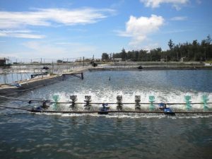 Ứng dụng trong nuôi trồng thủy sản để khử trùng nước, diệt khuẩn, nấm tảo,..