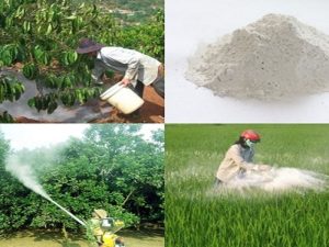 Ứng dụng vôi bột trong nông nghiệp