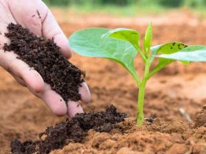 Sắt (II) clorua bổ sung sắt trong phân bón cho cây trồng