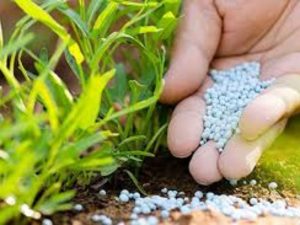 FeSO₄ đóng vai trò là nguồn cung cấp sắt quan trọng trong ngành nông nghiệp