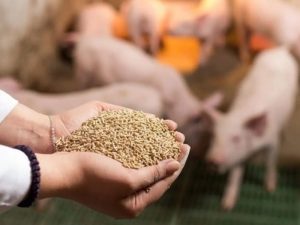 CaCO3 mang đến lợi ích thiết thực đối với sức khỏe vật nuôi