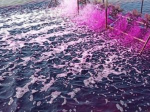 Sức mạnh của thuốc tím trong ao nuôi thủy sản như thế nào?