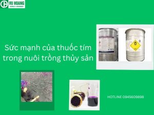 Sức mạnh của thuốc tím trong nuôi trồng thủy sản