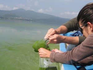Thuốc tím được dùng để diệt tảo trong ao cá