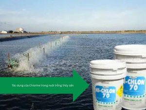 Tác dụng của Chlorine trong nuôi trồng thủy sản